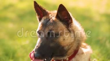 伊利诺斯州狗坐在户外的绿色春草和休息呼吸训练。 受过良好教育和培训的比利时伊利诺伊州